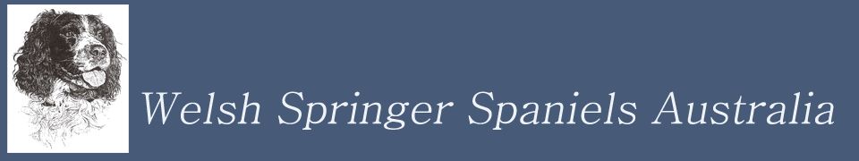 Welsh Springer Spaniels Australia